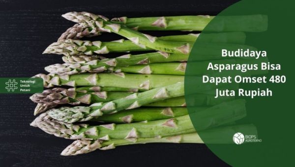 Budidaya asparagus