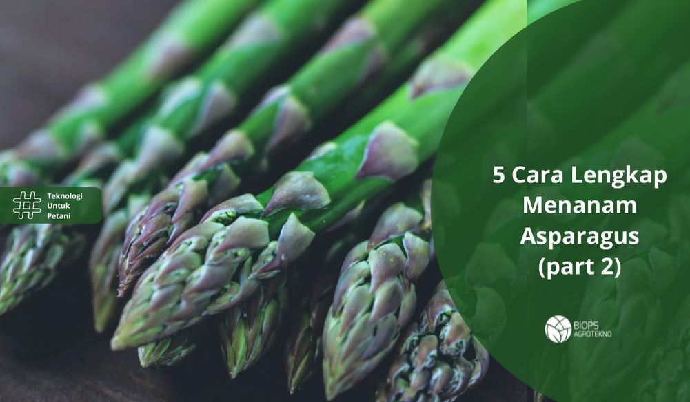 cara menanam asparagus part 2